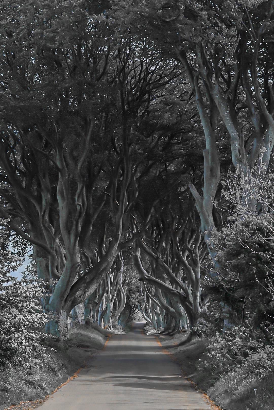Ally and Beeches, known as The Dark Hedges near Ballymoney Northern Ireland.  Bregagh Road is lined with 90 beech trees twisted branches forming an arch over the road.