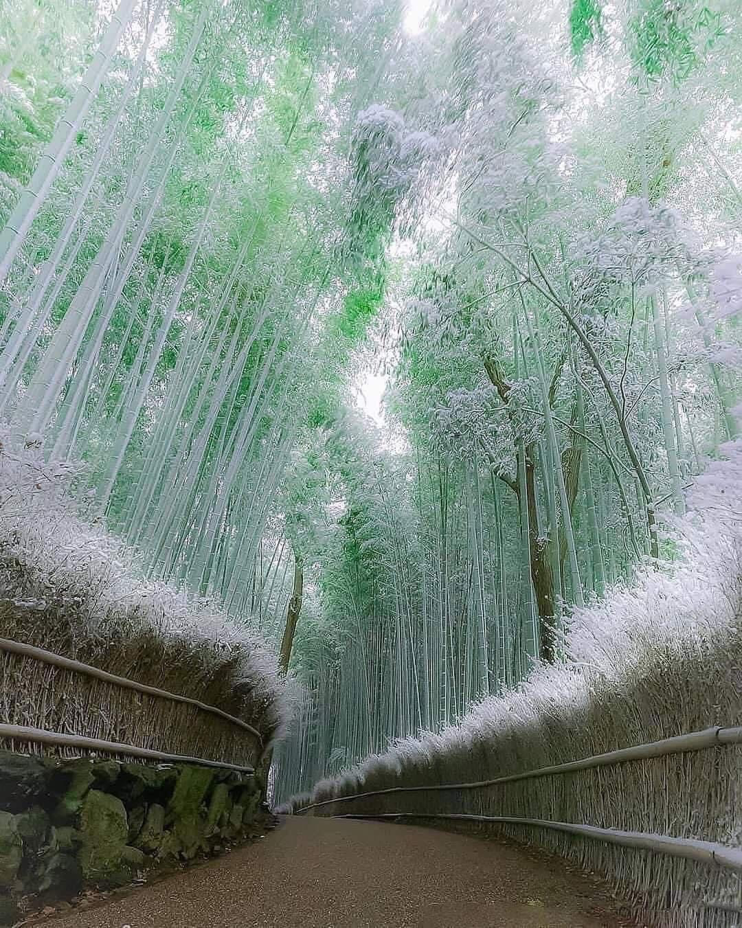 Bamboo forest, Kyoto, Japan. Wintertime