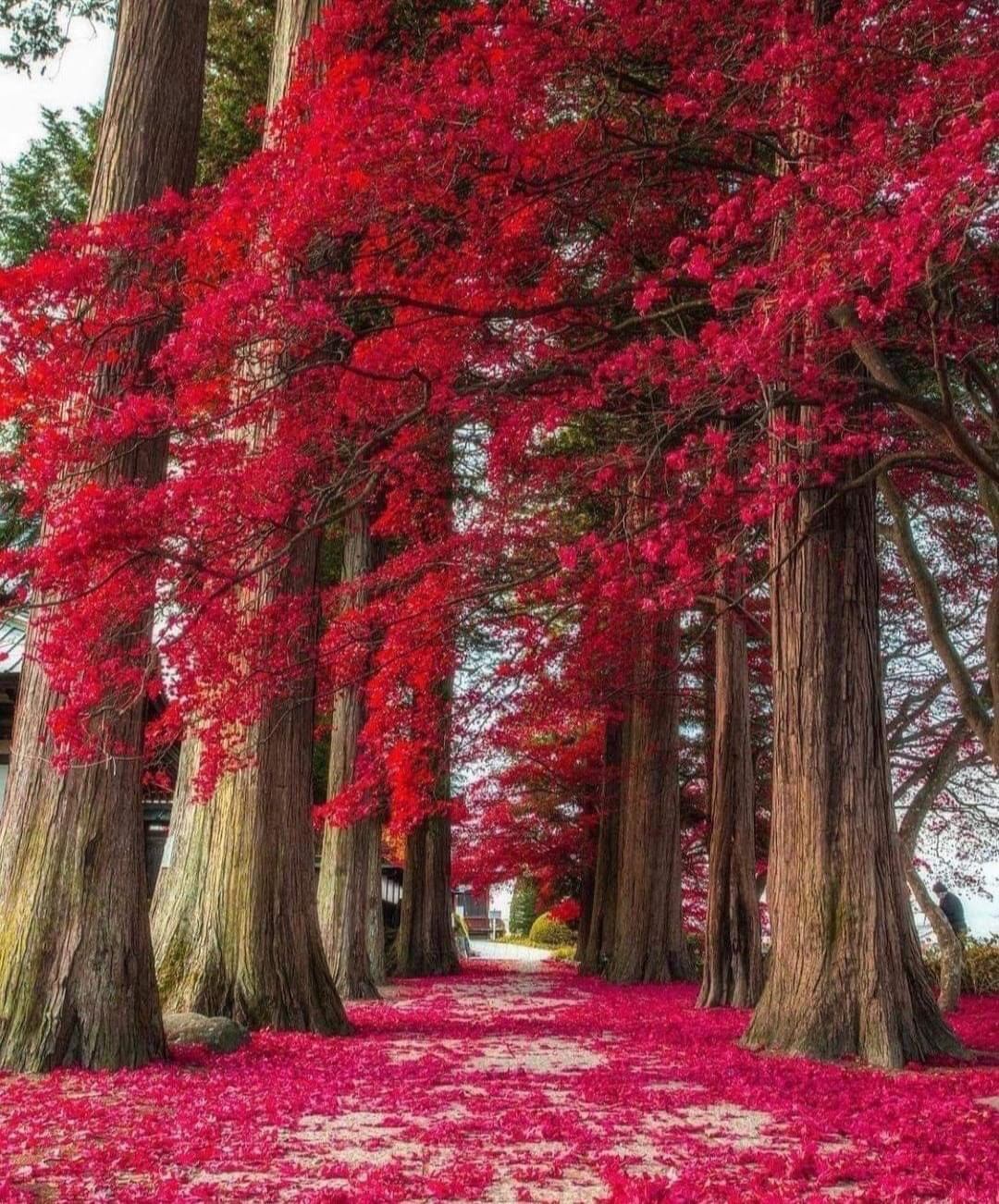 Nagano Prefecture, lies in the centre of  Honshu, Japans largest island.  Known for its mountains, hot springs and architecture.  Home to the 7th-century Zenkō-ji temple, with a "hidden Buddha" statue.
